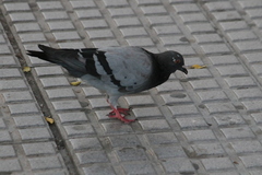 Columba livia domestica
