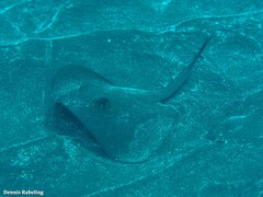 Dasyatis tortonesei