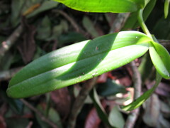 Vandeae