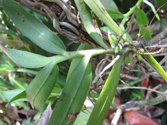 Vandeae