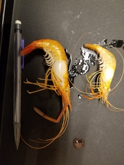 Macrobrachium acanthurus