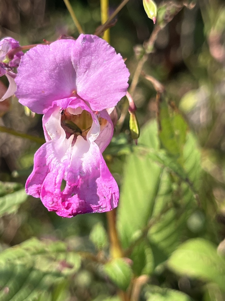 Himalayan balsam from Rue Stonecrest, Hudson, QC, CA on September 10, 2022 at 0307 PM by