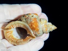 Talisman scrobilator