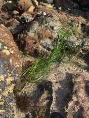 Phyllospadix torreyi