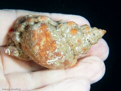 Talisman scrobilator