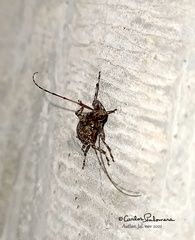 Oedopeza ocellator