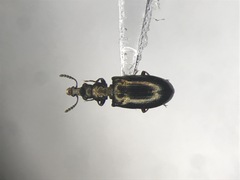 Salpingus viridiaeneus