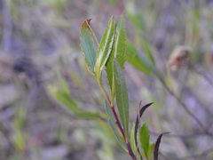 Tessaria dodonaeifolia