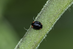 Hyperaspis bigeminata