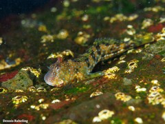 Coryphoblennius galerita
