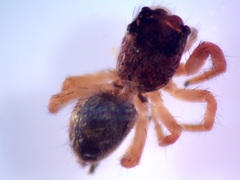 Phidippus princeps