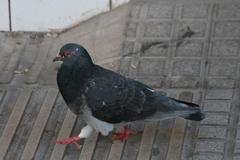 Columba livia domestica