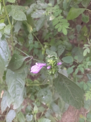Acanthoideae