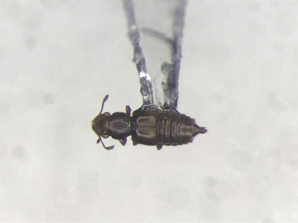 Euaesthetus chantali