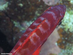 Heteropriacanthus fulgens