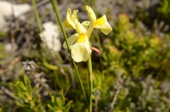 Moraea anomala