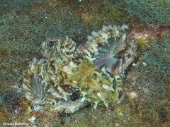 Octopus vulgaris