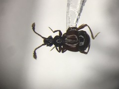 Rybaxis conjuncta