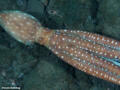 Callistoctopus macropus