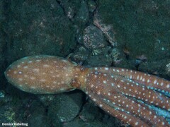 Callistoctopus macropus