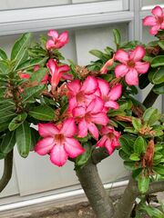 Adenium