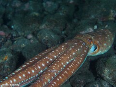 Callistoctopus macropus