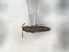 Oxypoda perexilis