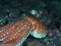 Callistoctopus macropus