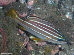 Parapristipoma octolineatum