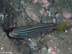 Parapristipoma octolineatum