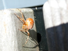 Araneus diadematus