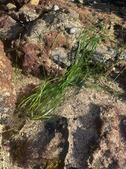 Phyllospadix torreyi