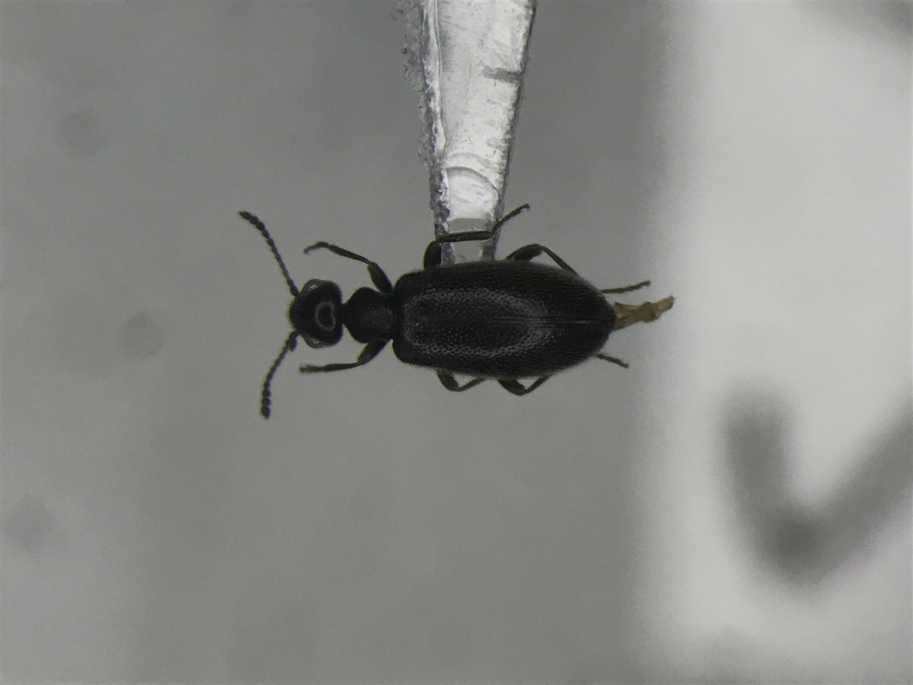 Tawny-legged Ant-like Flower Beetle