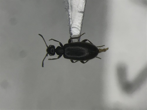 Tawny-legged Ant-like Flower Beetle