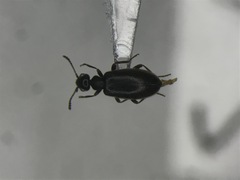 Sapintus fulvipes