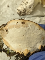 Fomitopsis ochracea