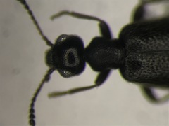 Sapintus fulvipes