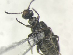 Sapintus fulvipes