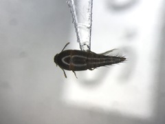 Sepedophilus basalis