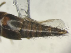 Sepedophilus basalis