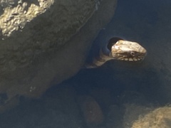 Nerodia sipedon pleuralis