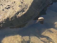 Nerodia sipedon pleuralis