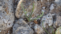 Chaenactis carphoclinia