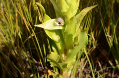 Disa cornuta