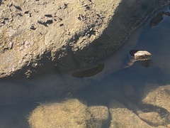 Nerodia sipedon pleuralis