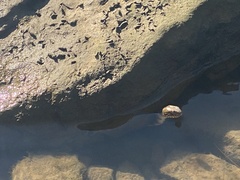 Nerodia sipedon pleuralis