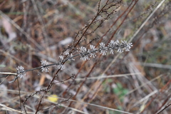 Dracocephalum thymiflorum