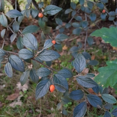 Cotoneaster franchetii