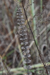 Dracocephalum thymiflorum
