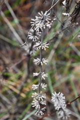 Dracocephalum thymiflorum